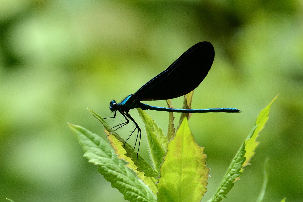 047 2013-06082670 Natick, MA.JPG - Ebony Jewelwing Damselfly (Calopteryx maculata). Broadmoor Wildlife Sanctuary, Natick, MA, 6-8-2013